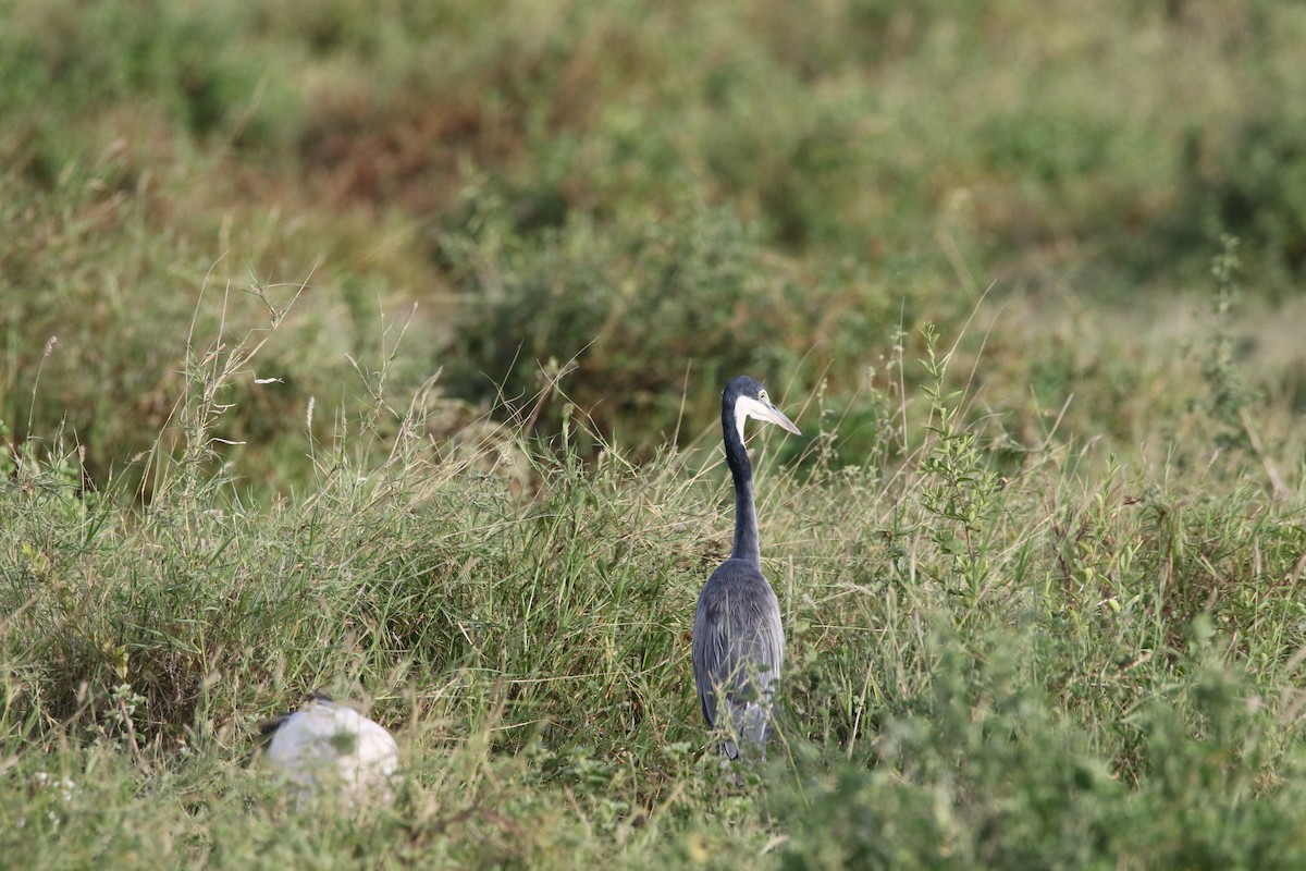 Black-headed Heron - ML617359257