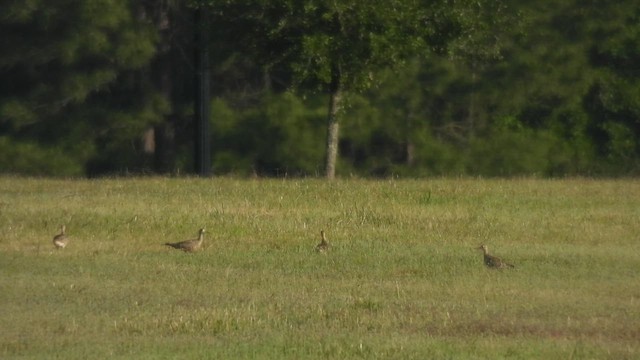 Upland Sandpiper - ML617359269