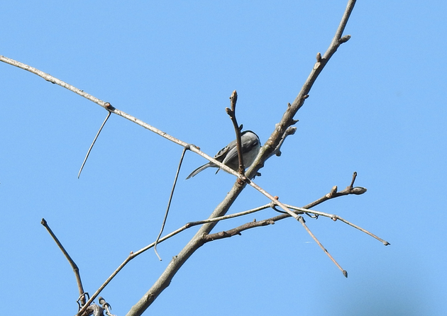 Mésange de Caroline - ML617359286