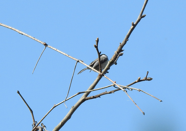 Carolina Chickadee - ML617359286