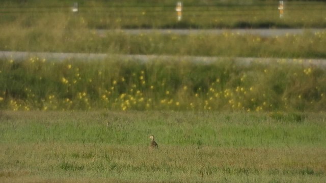 Upland Sandpiper - ML617359305