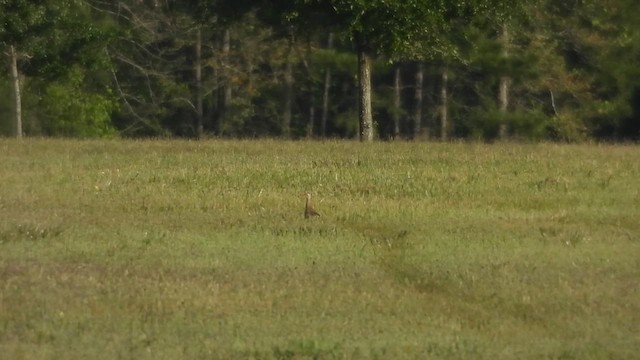 Upland Sandpiper - ML617359310