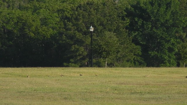 Maubèche des champs - ML617359320