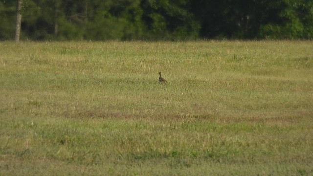 Upland Sandpiper - ML617359323