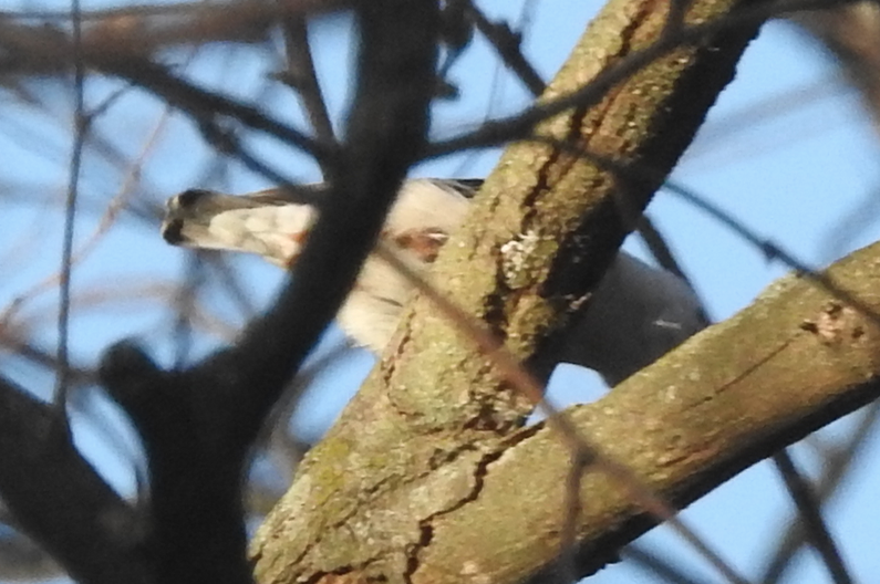 Sittelle à poitrine blanche - ML617359331