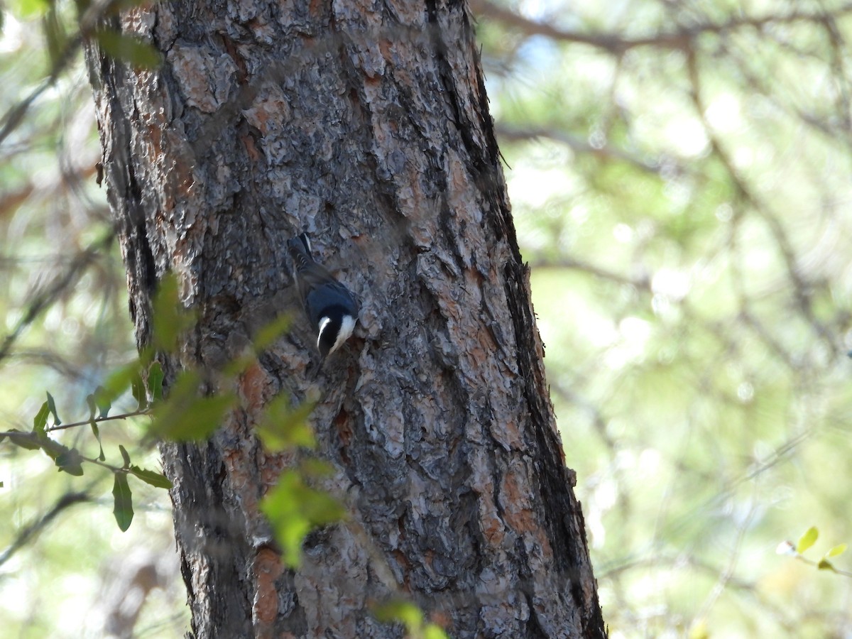 White-breasted Nuthatch - ML617359335