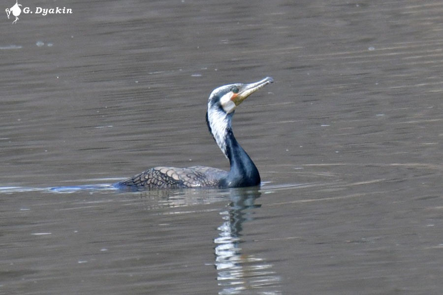 Great Cormorant - ML617359341