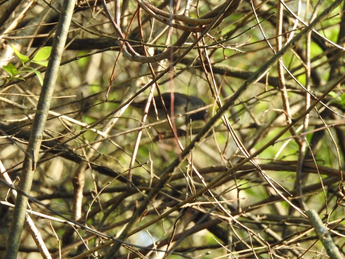 Junco ardoisé - ML617359356