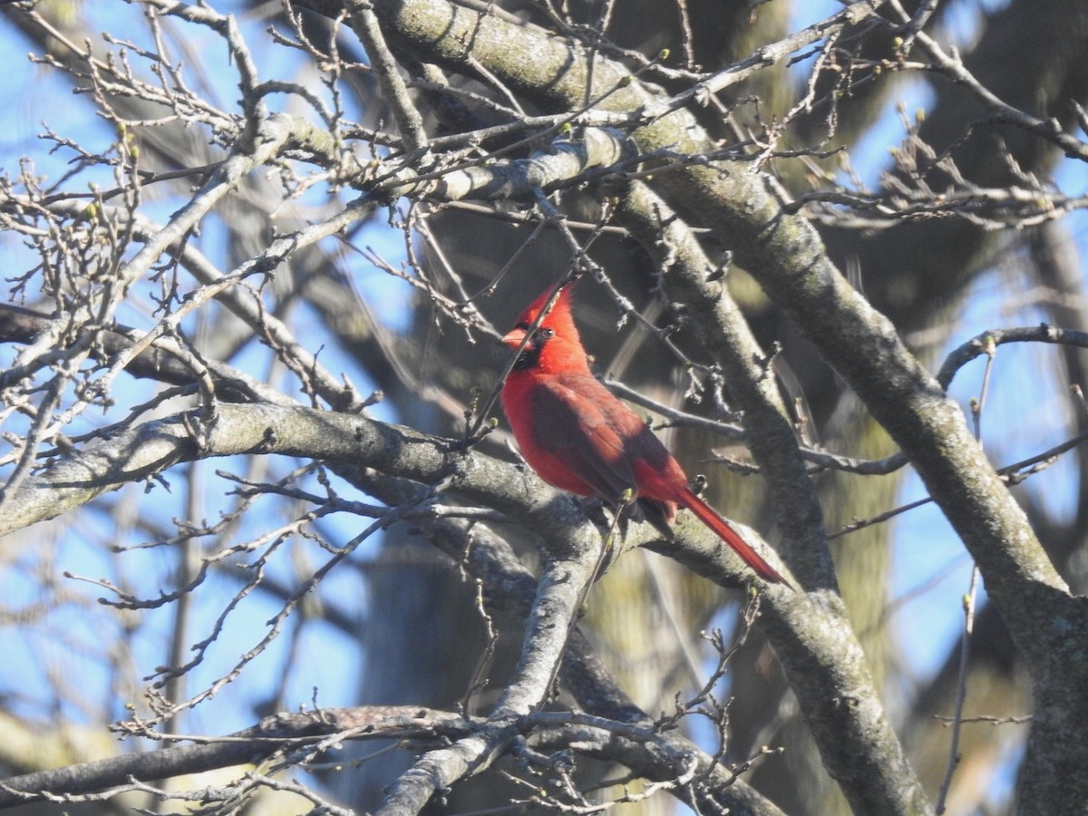 Cardinal rouge - ML617359376