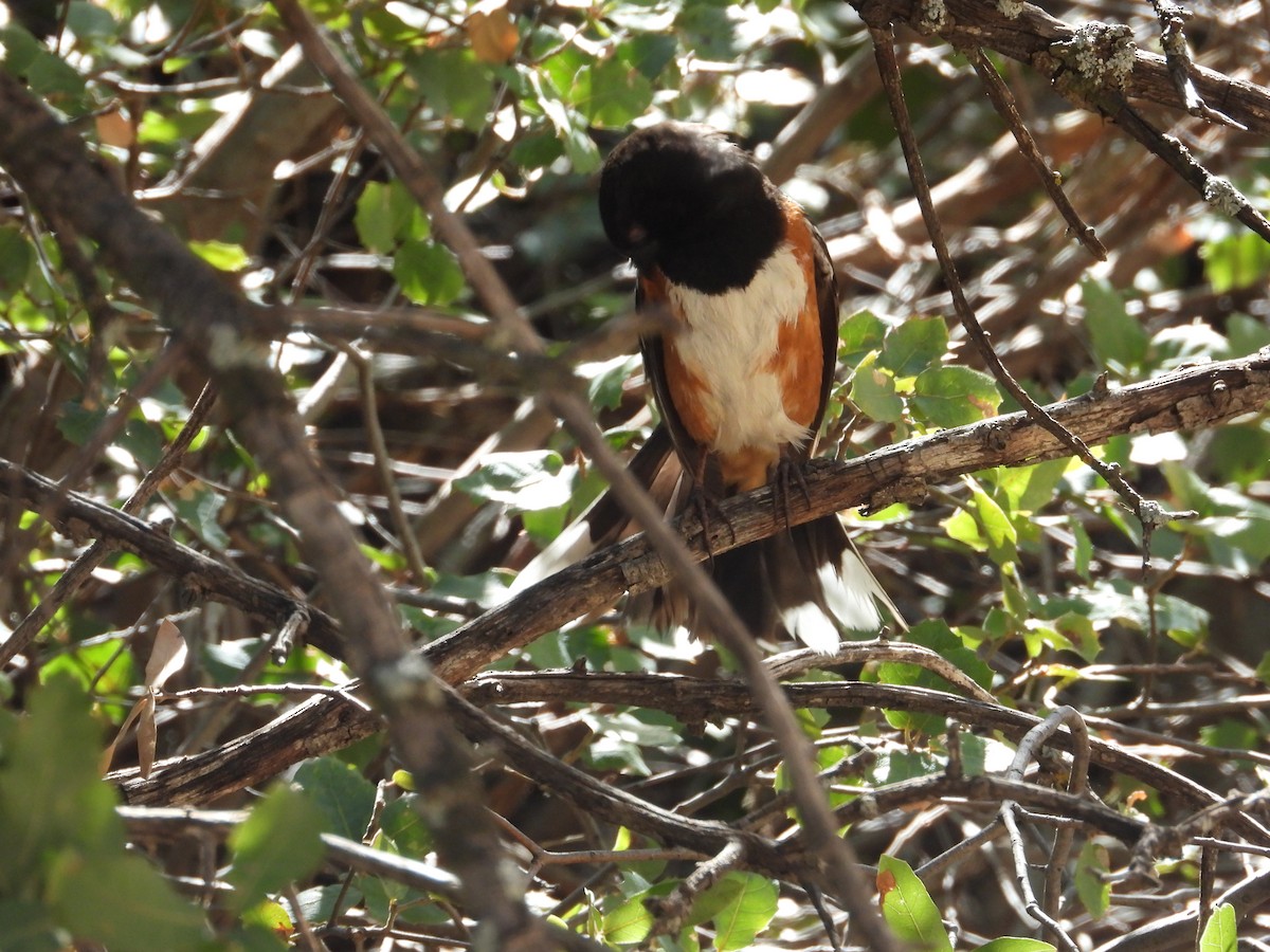 Spotted Towhee - ML617359408