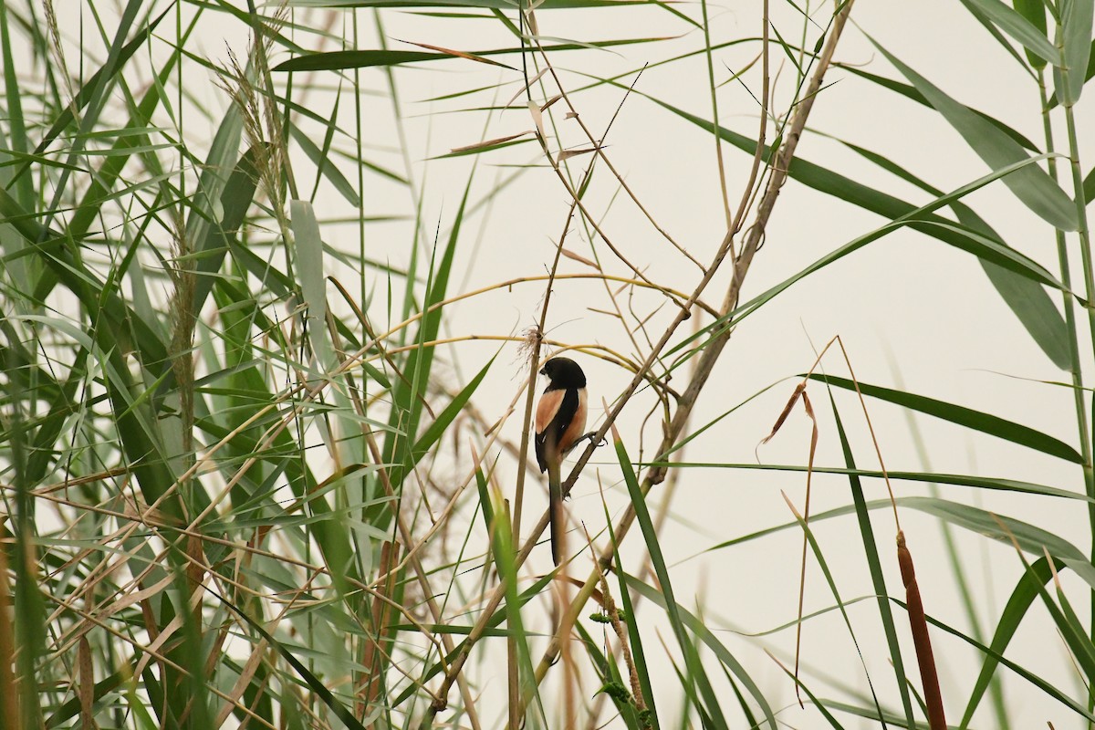 Long-tailed Shrike - ML617359474