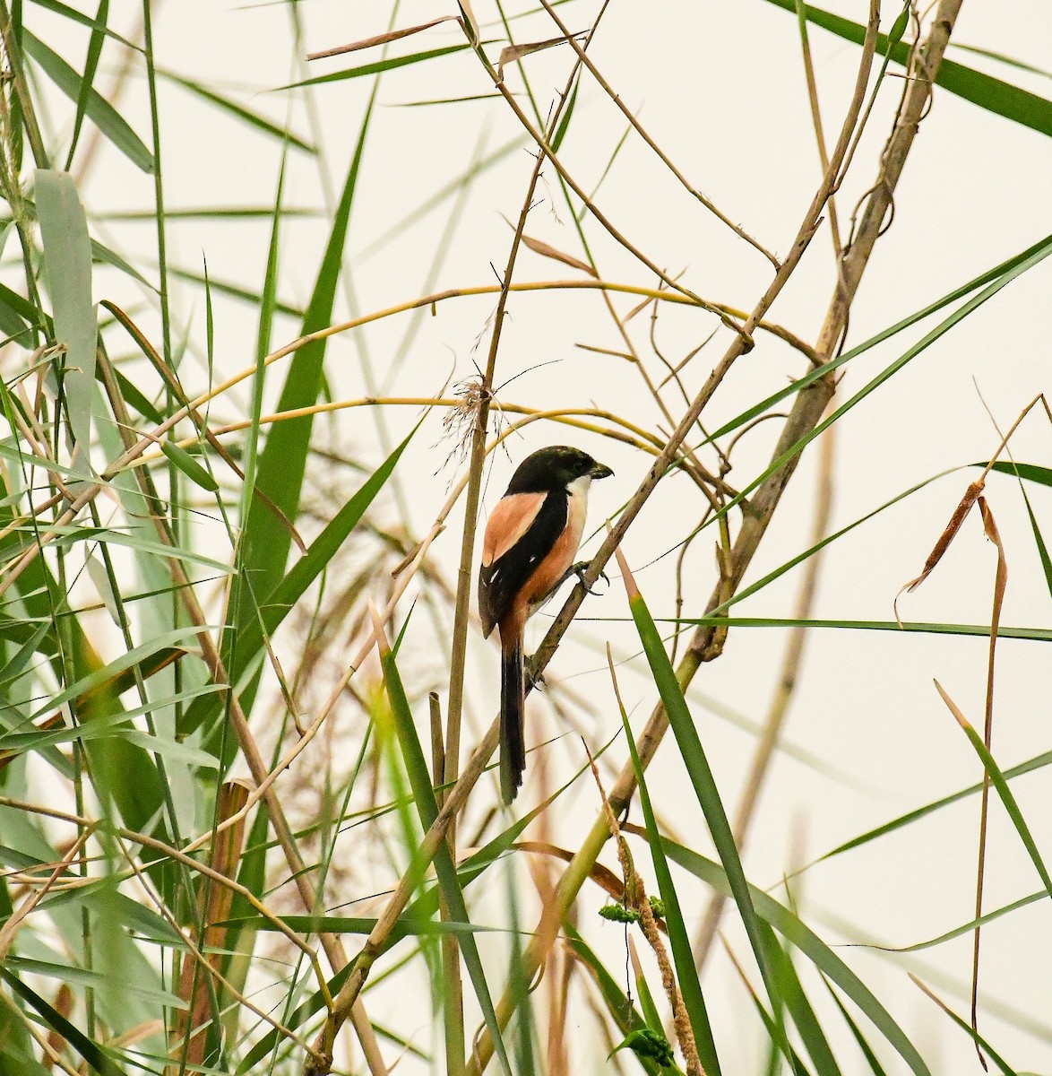 Long-tailed Shrike - ML617359479