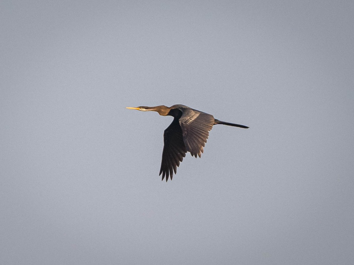 Oriental Darter - ML617359541