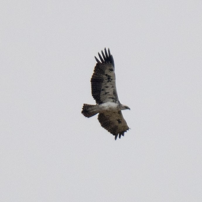 Martial Eagle - ML617359564