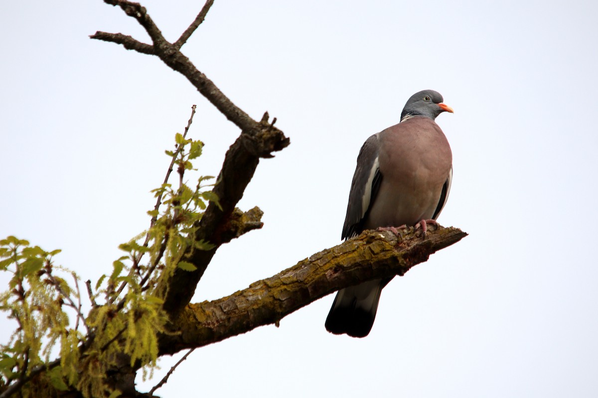 Common Wood-Pigeon - ML617359613