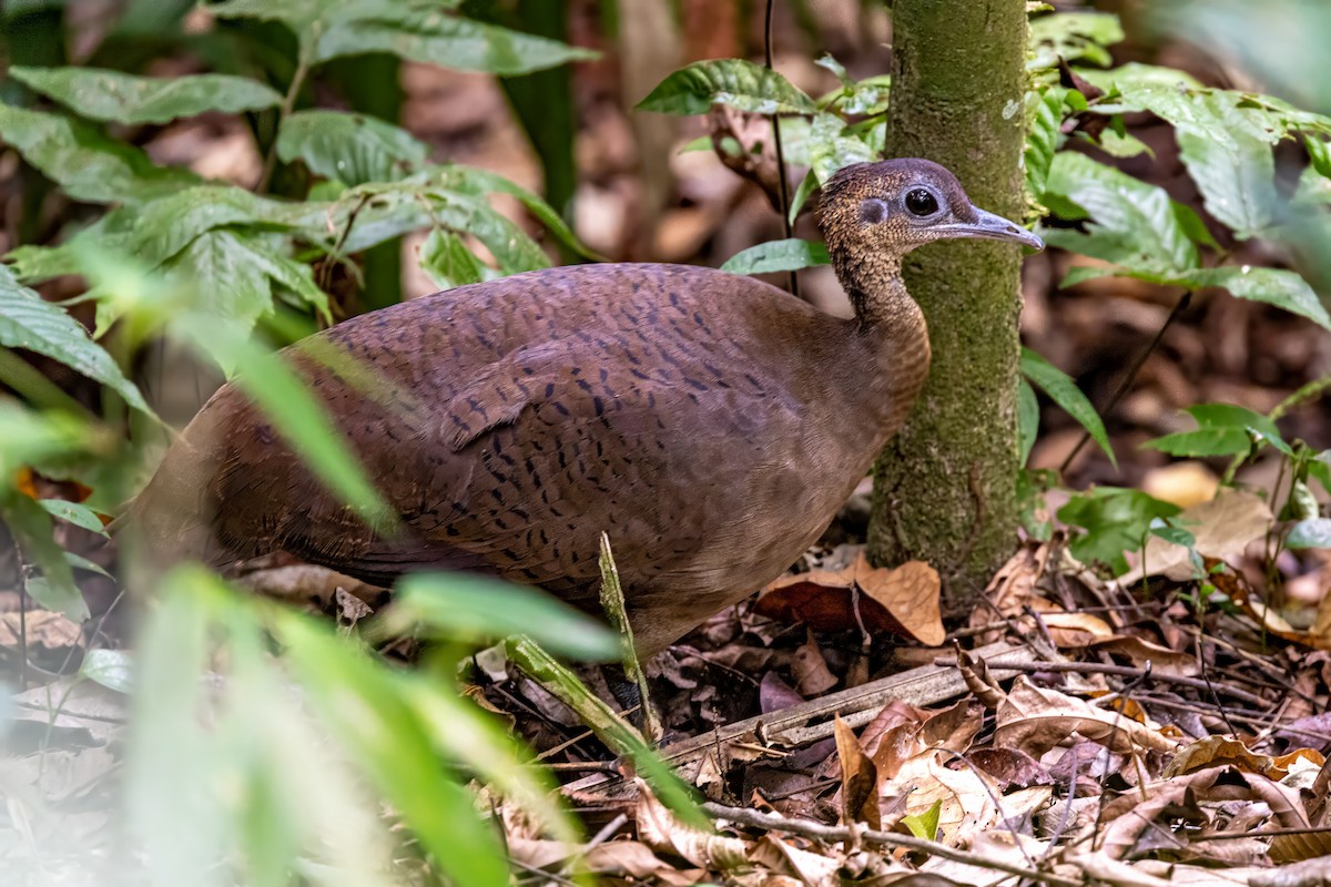 Great Tinamou - Sandy & Bob Sipe