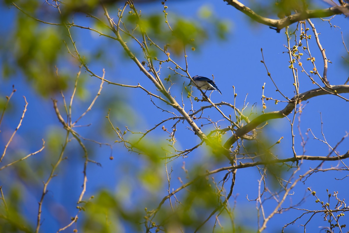 Blue Jay - Theodore Brown