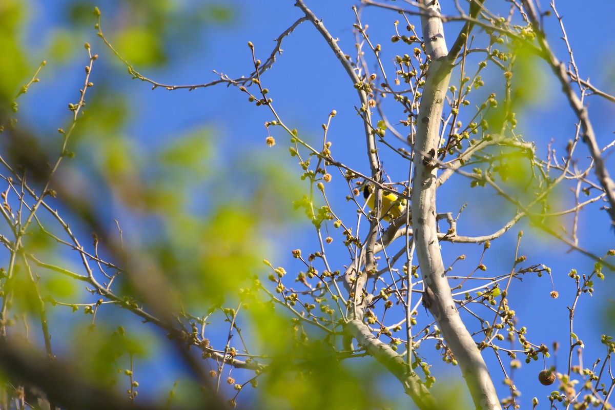 Eastern Meadowlark - Theodore Brown