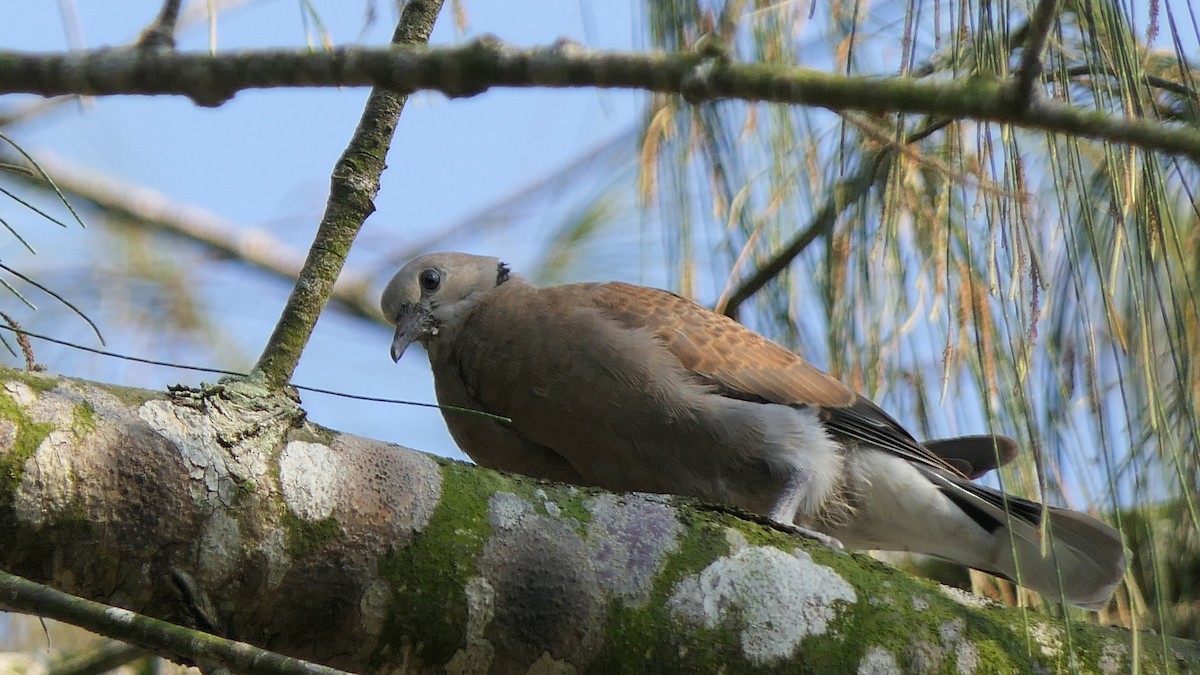 Red Collared-Dove - ML617359671