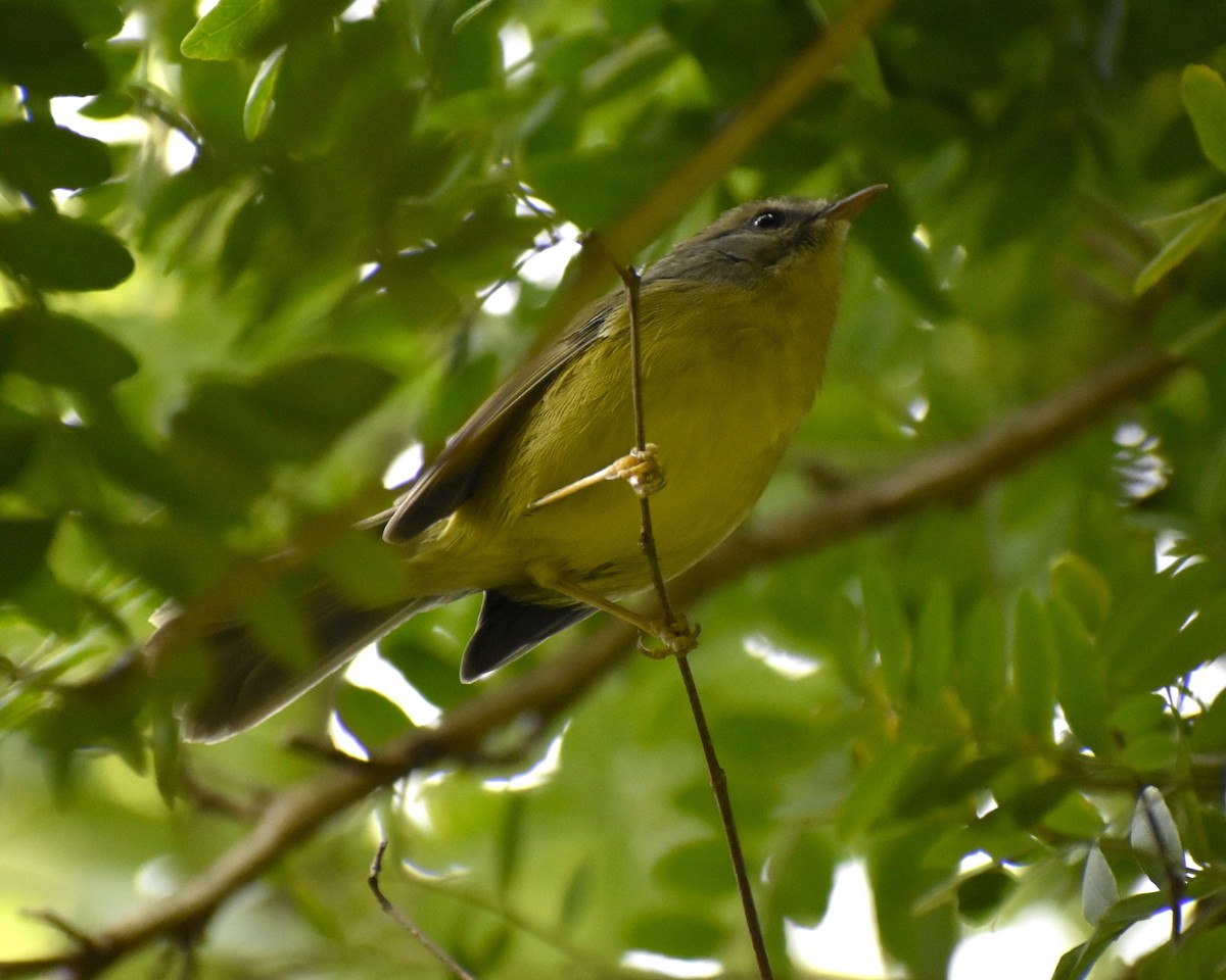 Golden-crowned Warbler - María Laura Castro