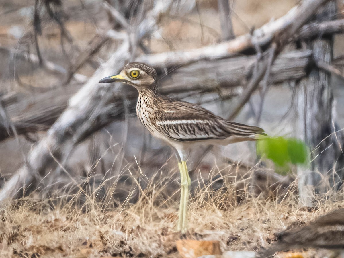 Indian Thick-knee - Boon Chong Chen