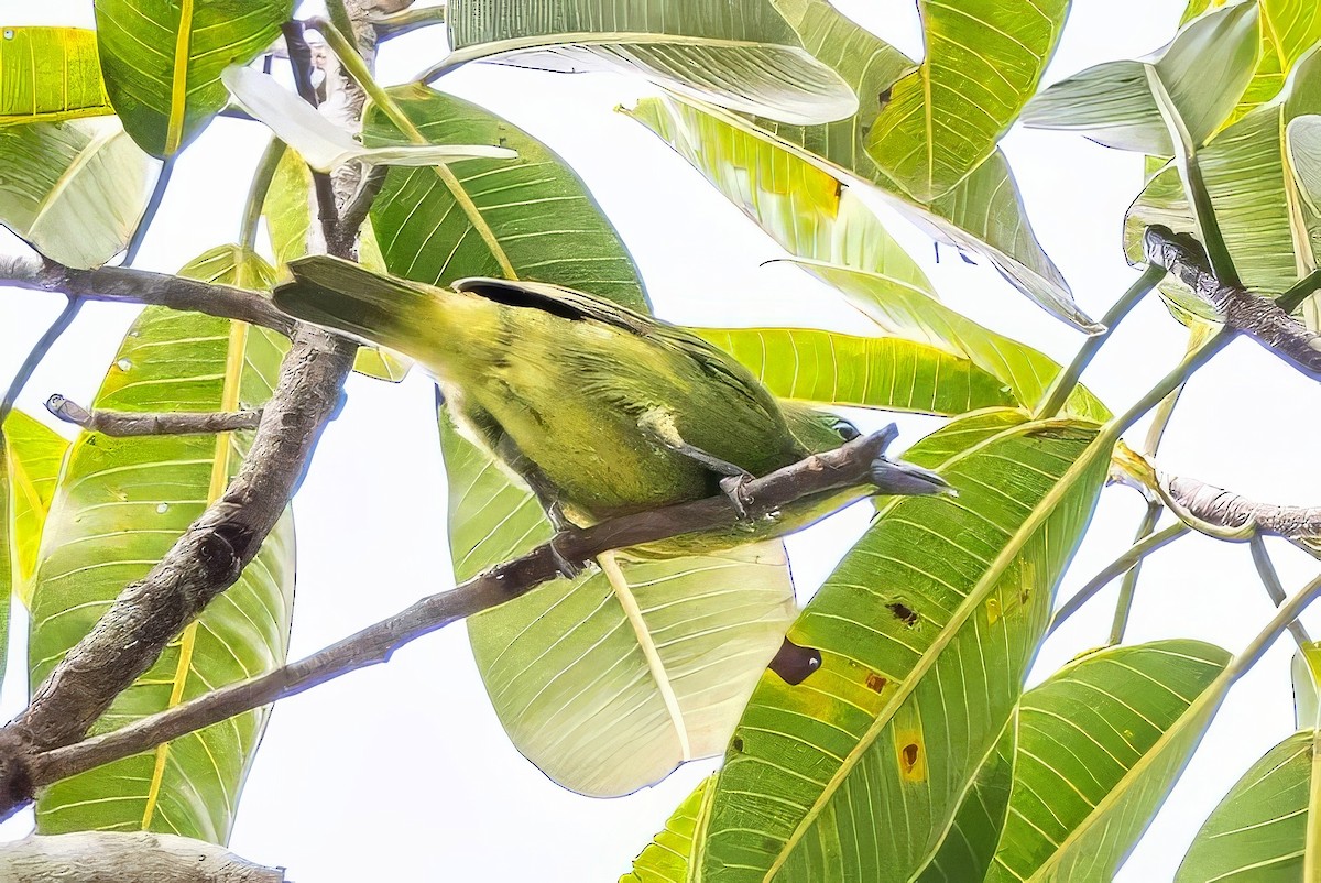 Green Shrike-Vireo - Sandy & Bob Sipe