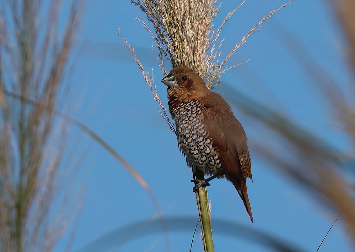 Scaly-breasted Munia - James Sherwonit