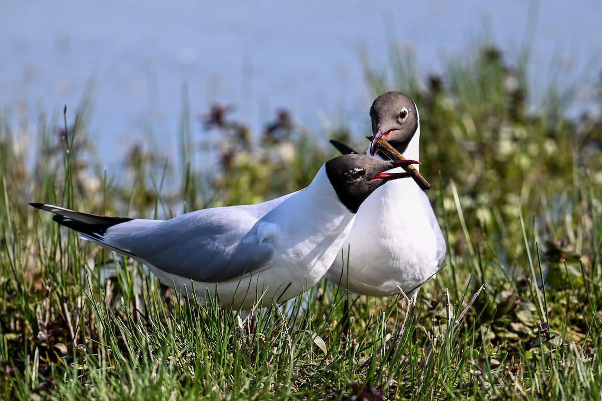 Black-headed Gull - Maryse Neukomm