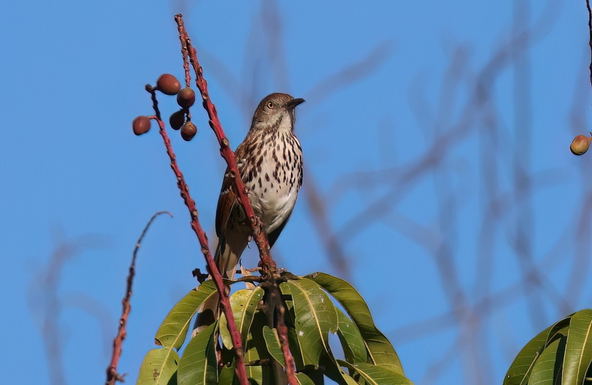 Brown Thrasher - James Sherwonit