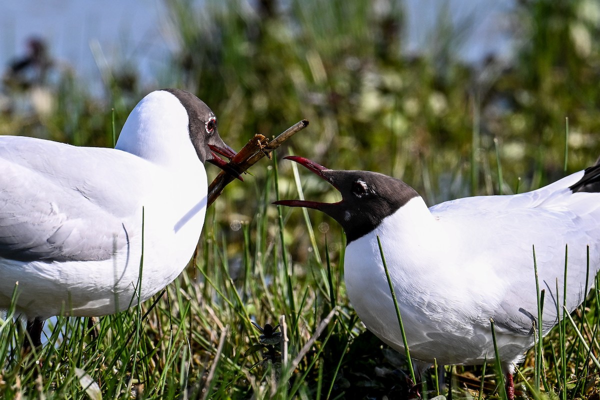 Black-headed Gull - Maryse Neukomm