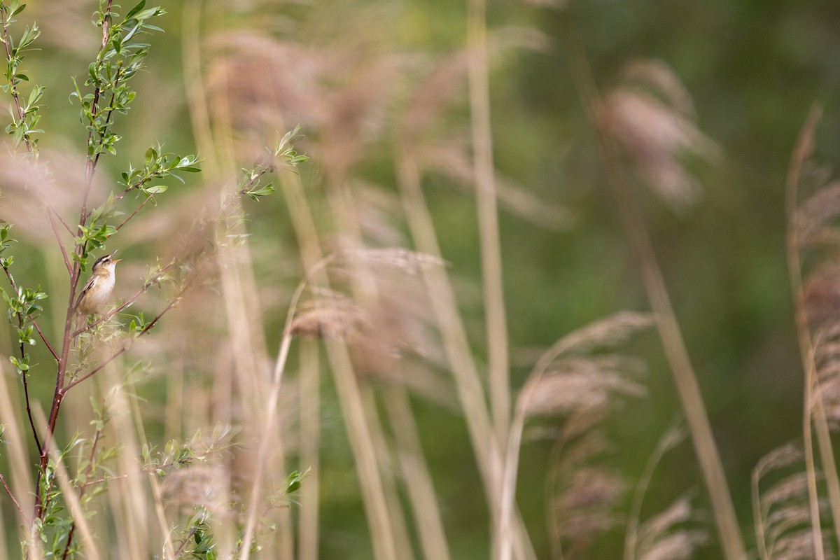 Sedge Warbler - Janne Re