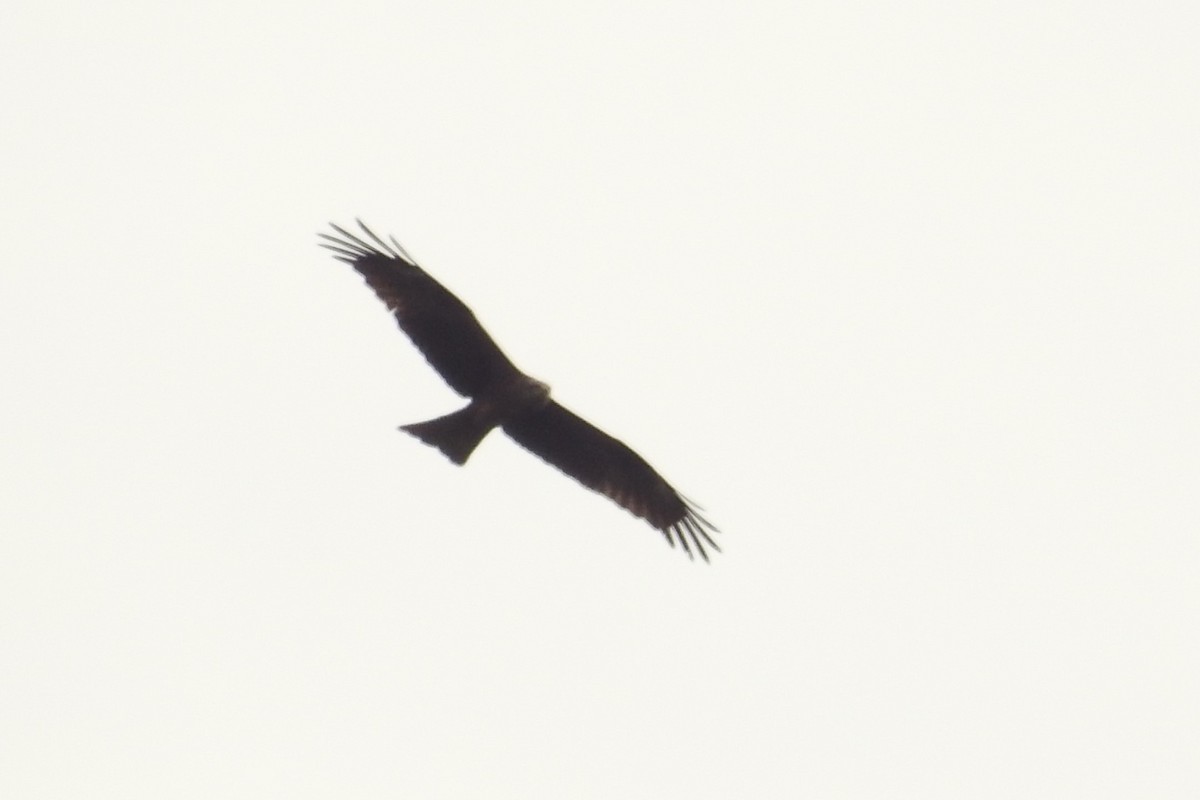 Black Kite - ML617359781