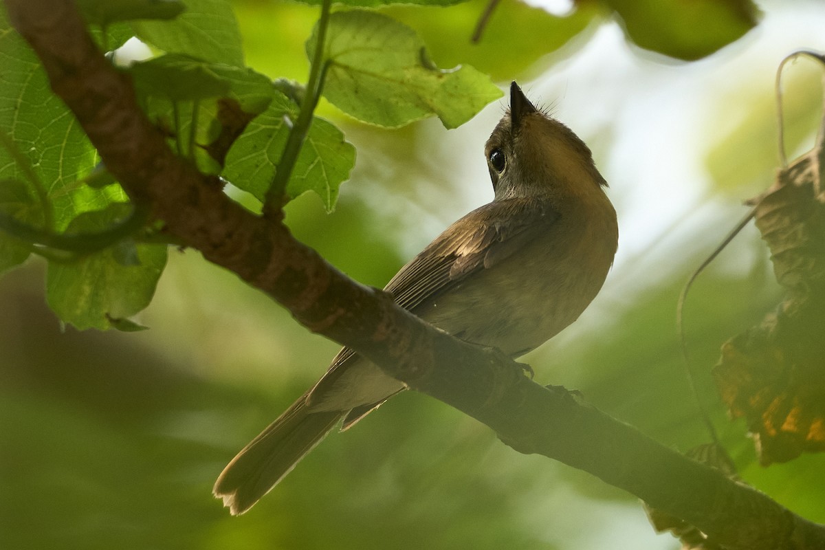 Hainan Blue Flycatcher - ML617359793