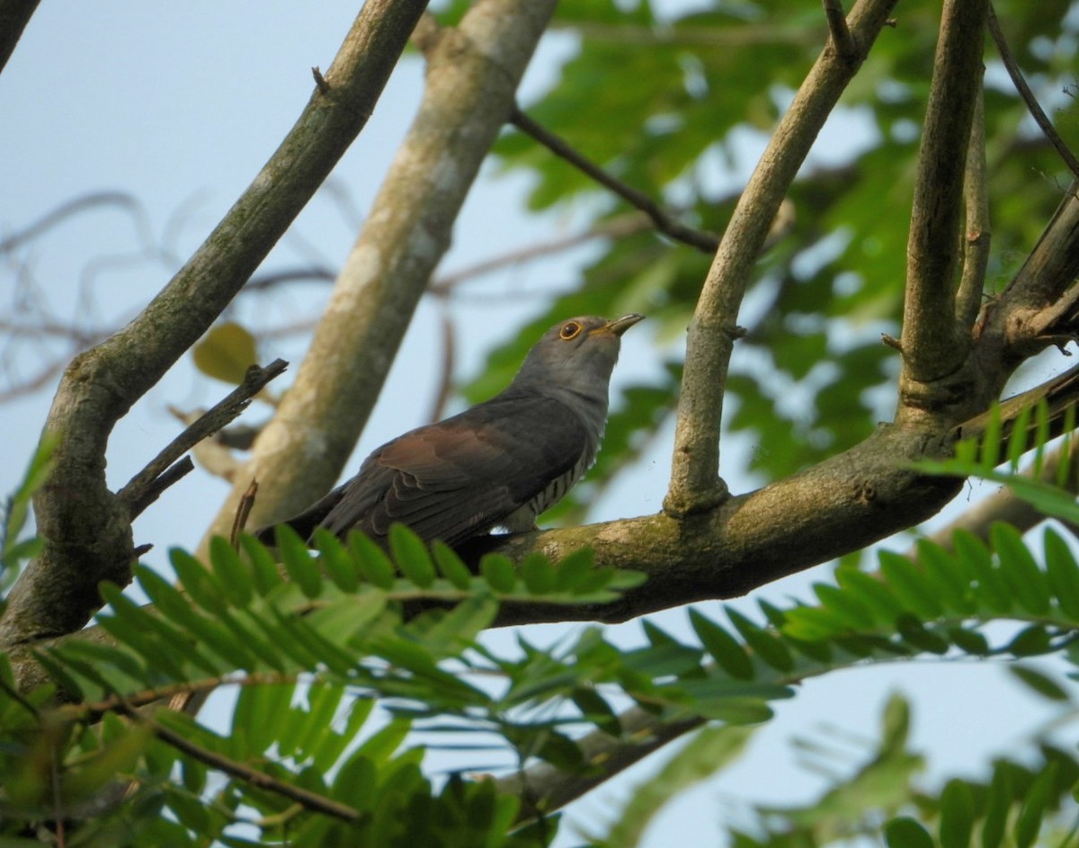 Indian Cuckoo - ML617359846