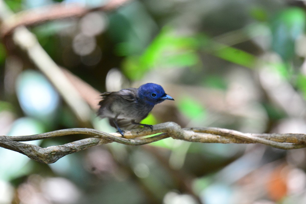 Black-naped Monarch - ML617359864