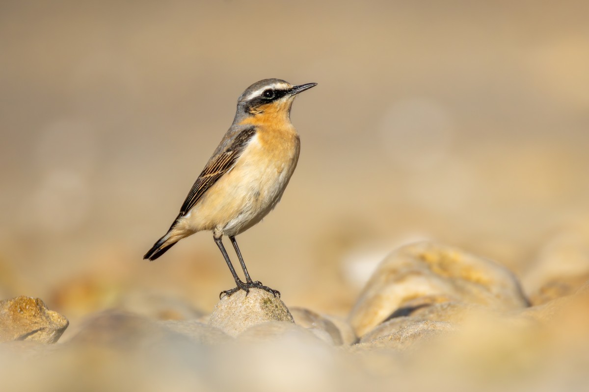 Northern Wheatear - ML617359873