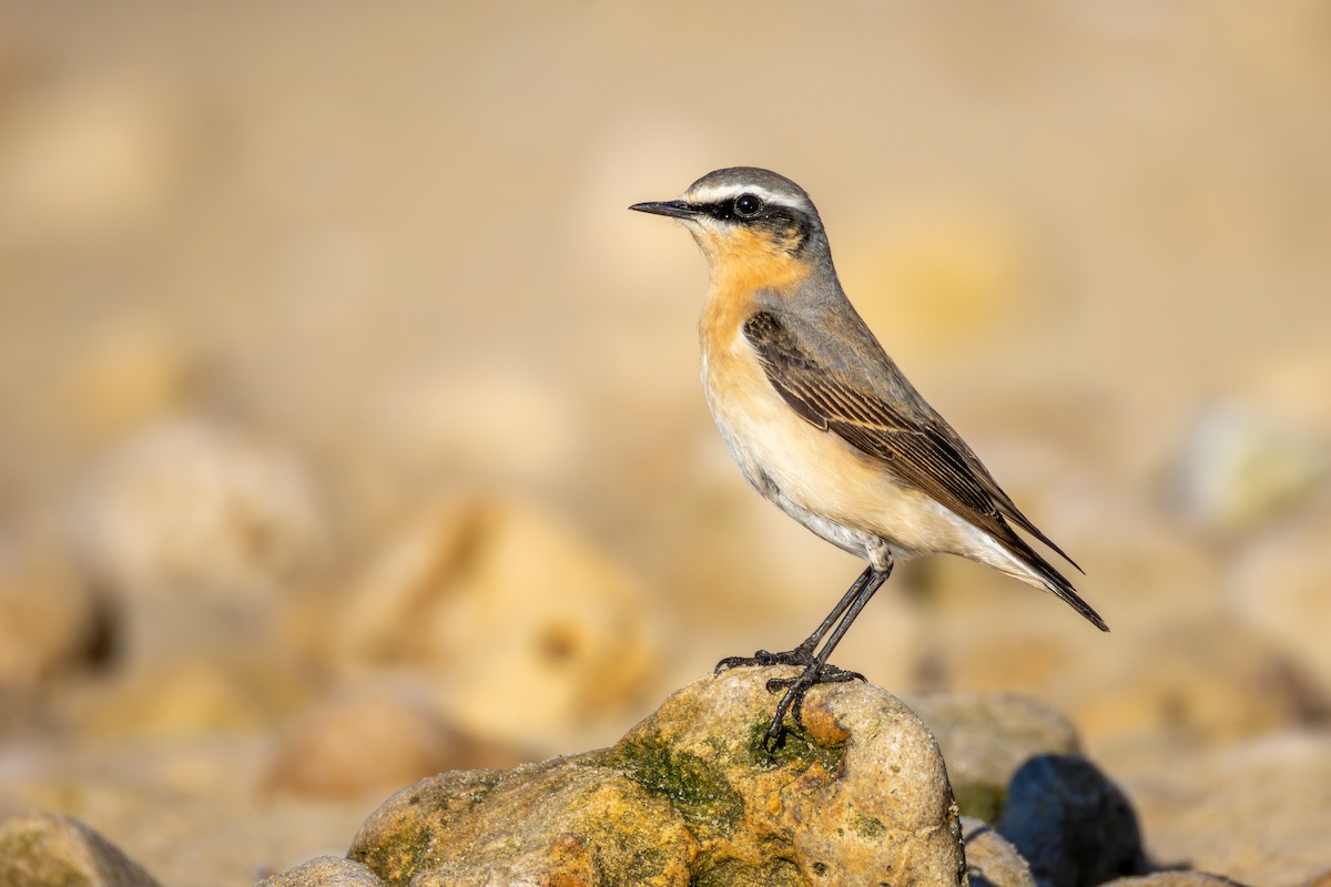 Northern Wheatear - Alexis Lours