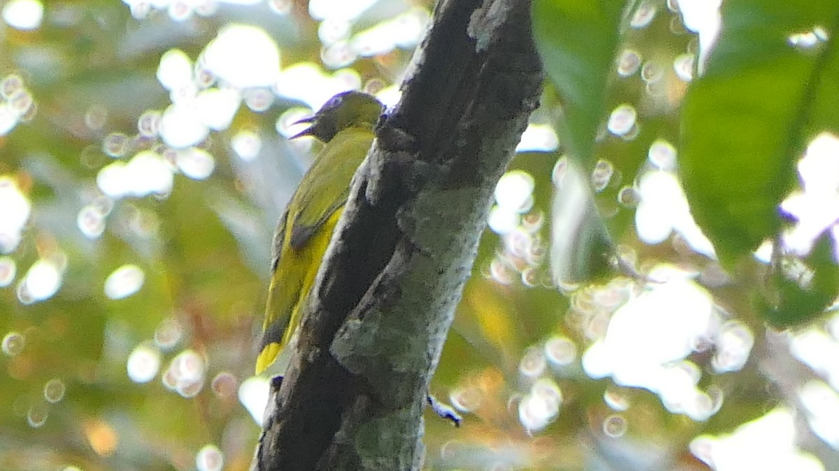 Bulbul des Andaman - ML617359967