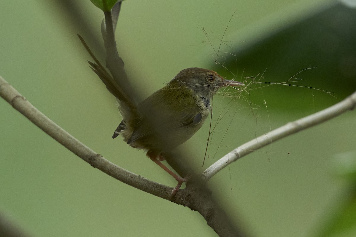 Common Tailorbird - ML617359973