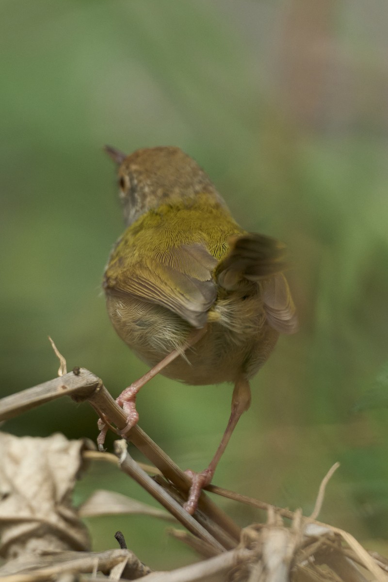 Common Tailorbird - ML617359985