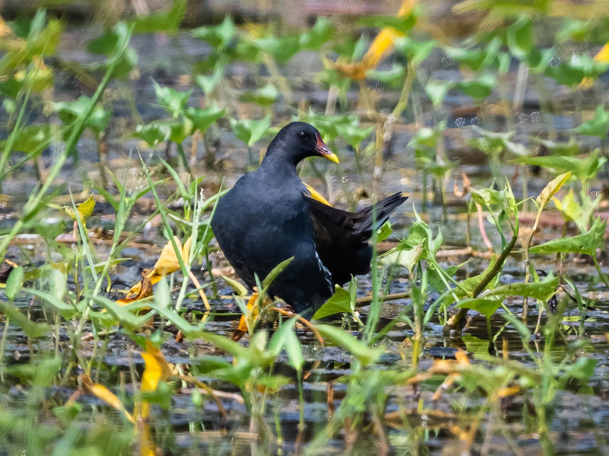 Eurasian Moorhen - ML617360001