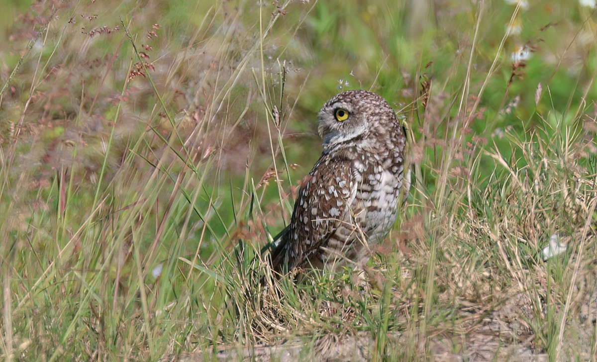 Burrowing Owl - ML617360006