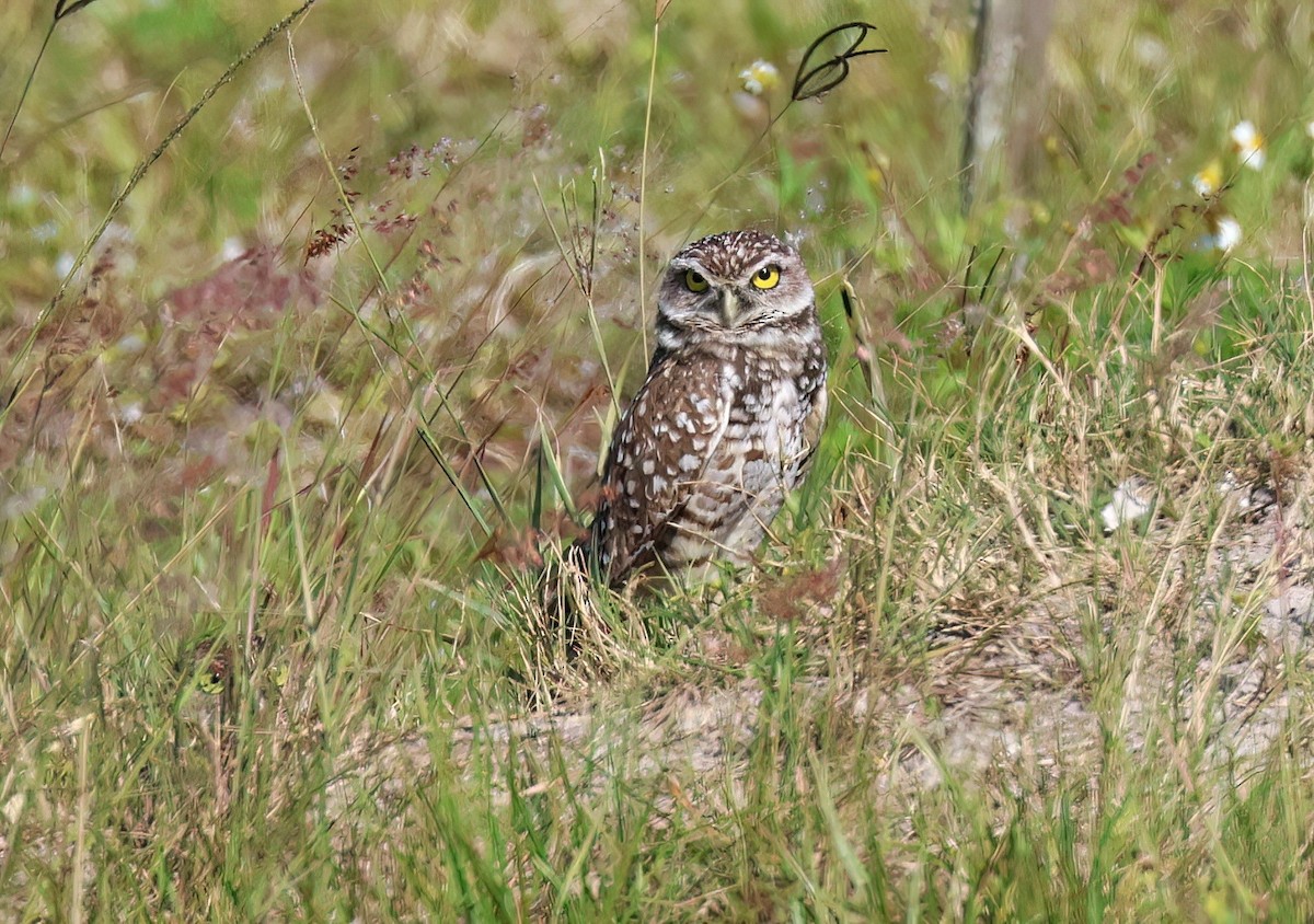 Burrowing Owl - ML617360008