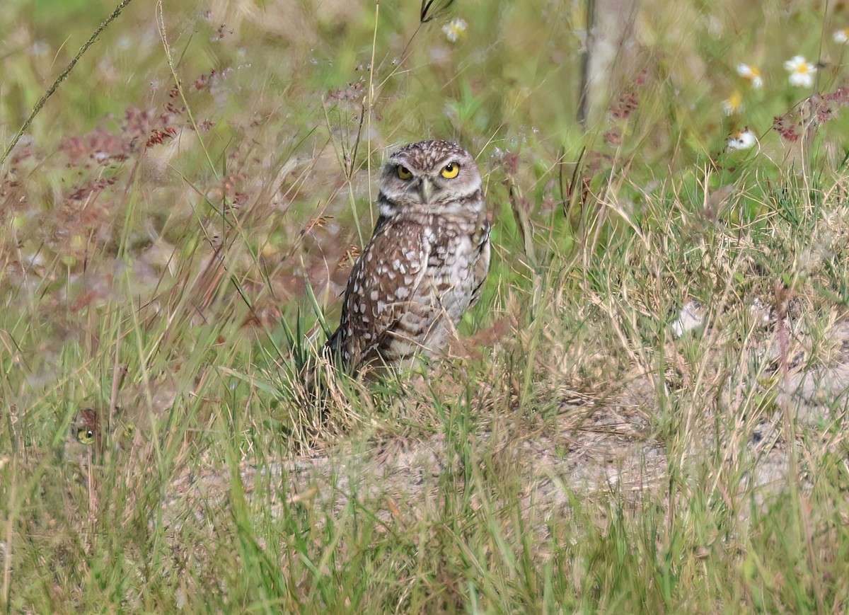 Burrowing Owl - ML617360009