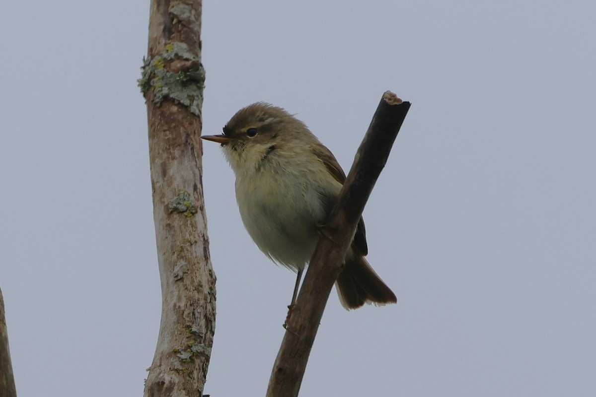 Common Chiffchaff - ML617360043