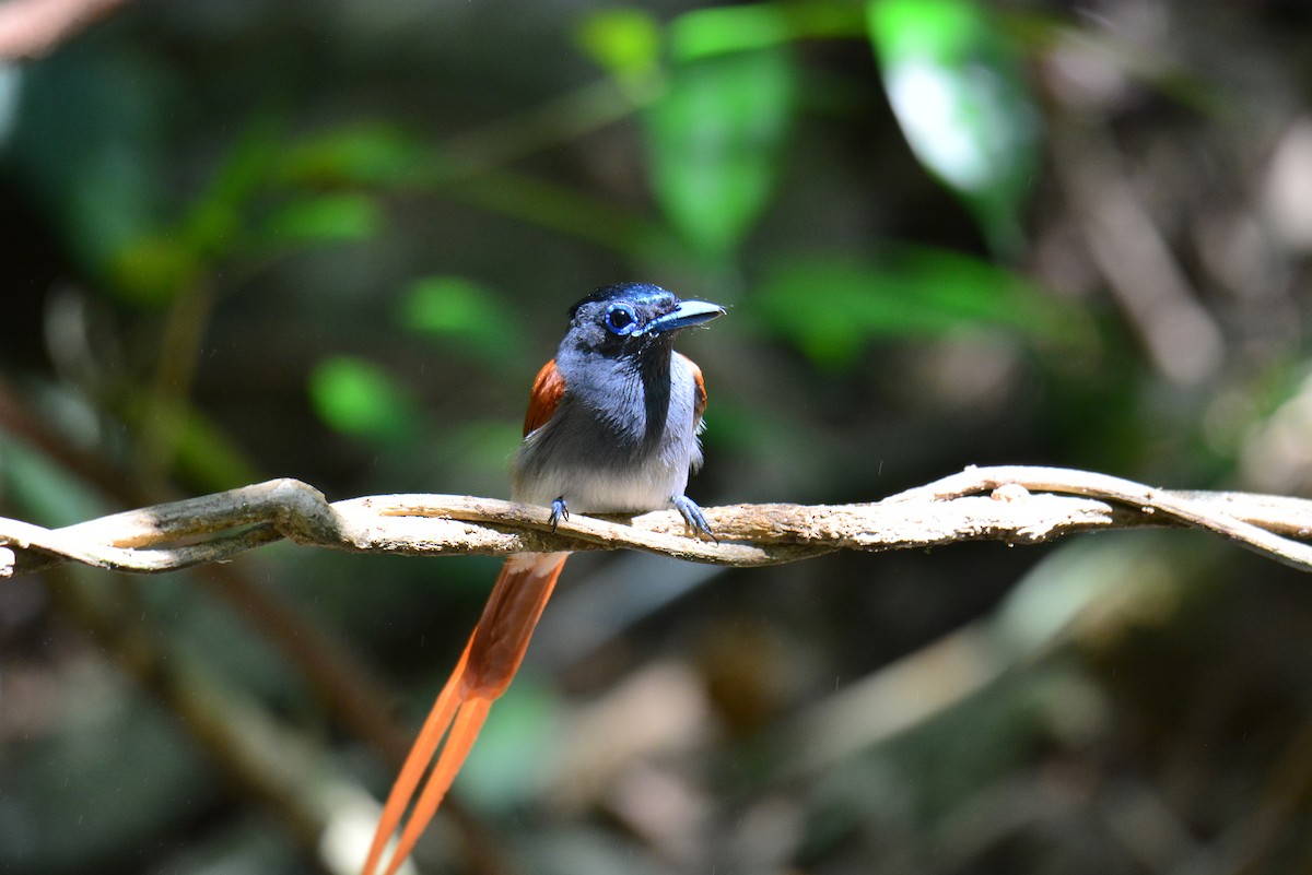 Blyth's Paradise-Flycatcher (Blyth's) - ML617360051