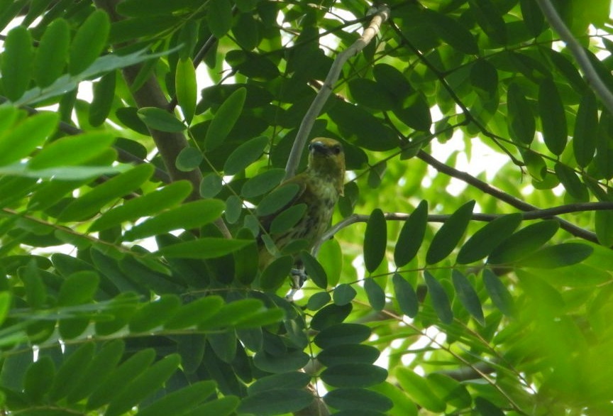 Indian Golden Oriole - ML617360068