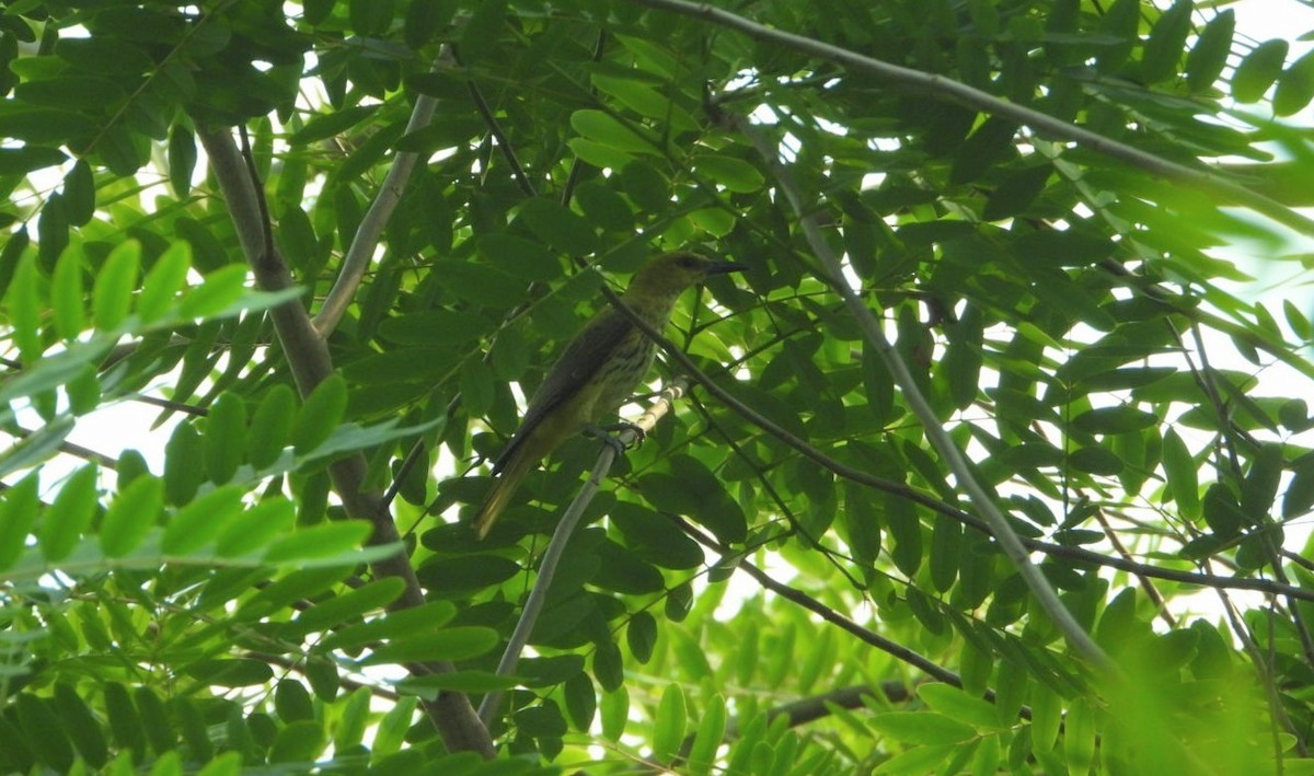 Indian Golden Oriole - ML617360070