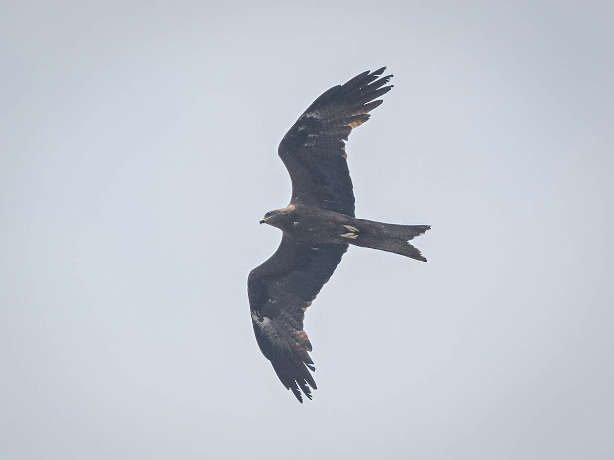 Black Kite - Boon Chong Chen