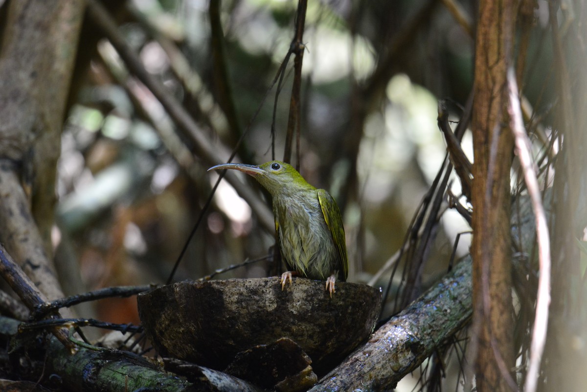 Gray-breasted Spiderhunter - ML617360114